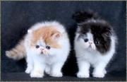 Gentle Sweet Persian Cats For Sale