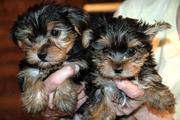 TOP QUALITY TEACUP YORKIE PUPPIES LOOKING FOR A NEW HOME