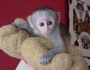  Home trained Capuchin monkey for adoption