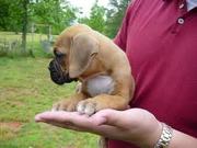cute boxer puppy for sale